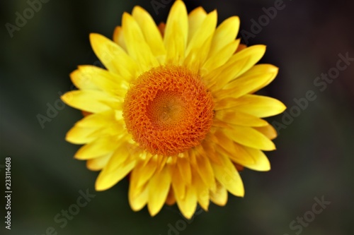 closeup of a sunflower © tanya