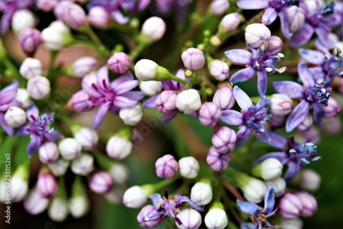 purple flower