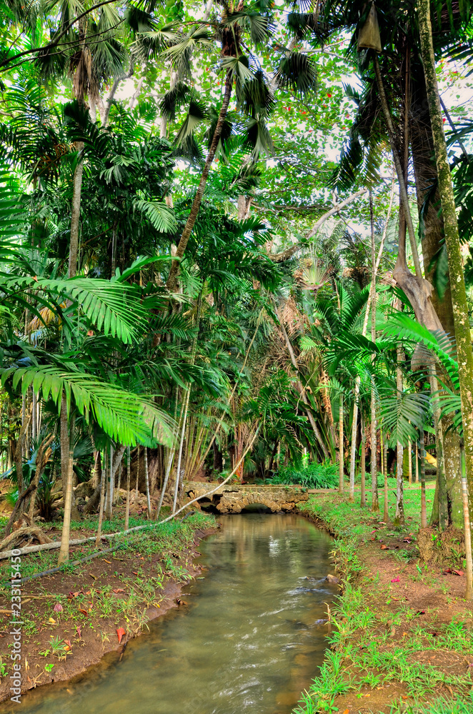 Obraz premium Pamplemousses Gardens - Brook in Pamplemousses Botanical garden, Mauritius. Tropical nature
