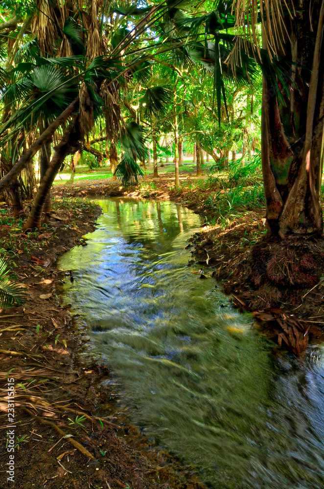 Pamplemousses Gardens - Brook in Pamplemousses Botanical garden, Mauritius. Tropical nature Pamplemousses Gardens - Brook in Pamplemousses Botanical garden, Mauritius. Tropical nature
