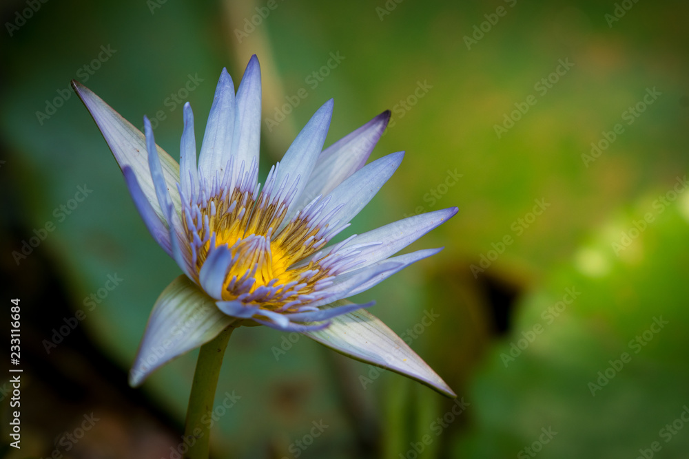 Waterlily - Agapanthus africanus - African lily - Purple Waterlily - Agapanthus africanus - African lily - Purple