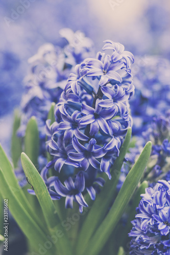 Photography Blue Hyacinth