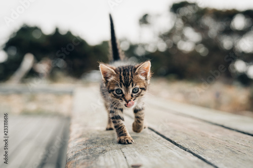 Striped tabby kitten walks across board while licking nose photo