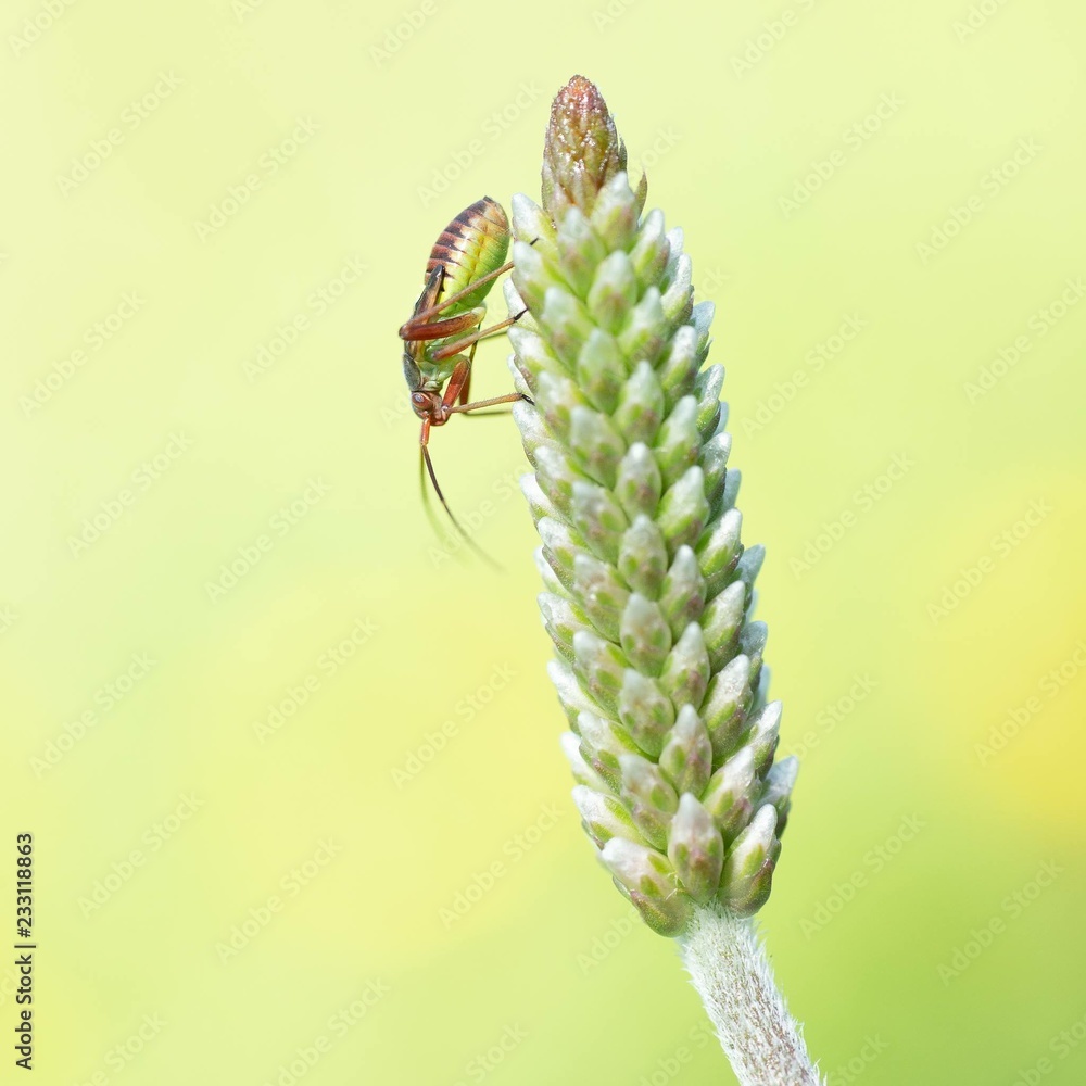 Naklejka premium Kleines Insekt
