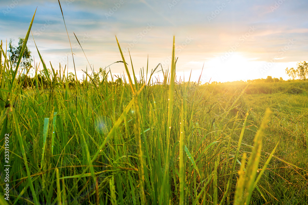 Fototapeta premium Close – up the sun ray and rice field. The rice field under the sun and moving slow in the wind. Rice farm in province Thailand. Photo field and Agriculture concept idea.