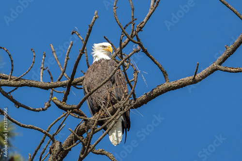 Perching eagle on a branch.