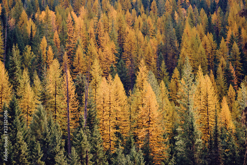 Autumn Tamaracks