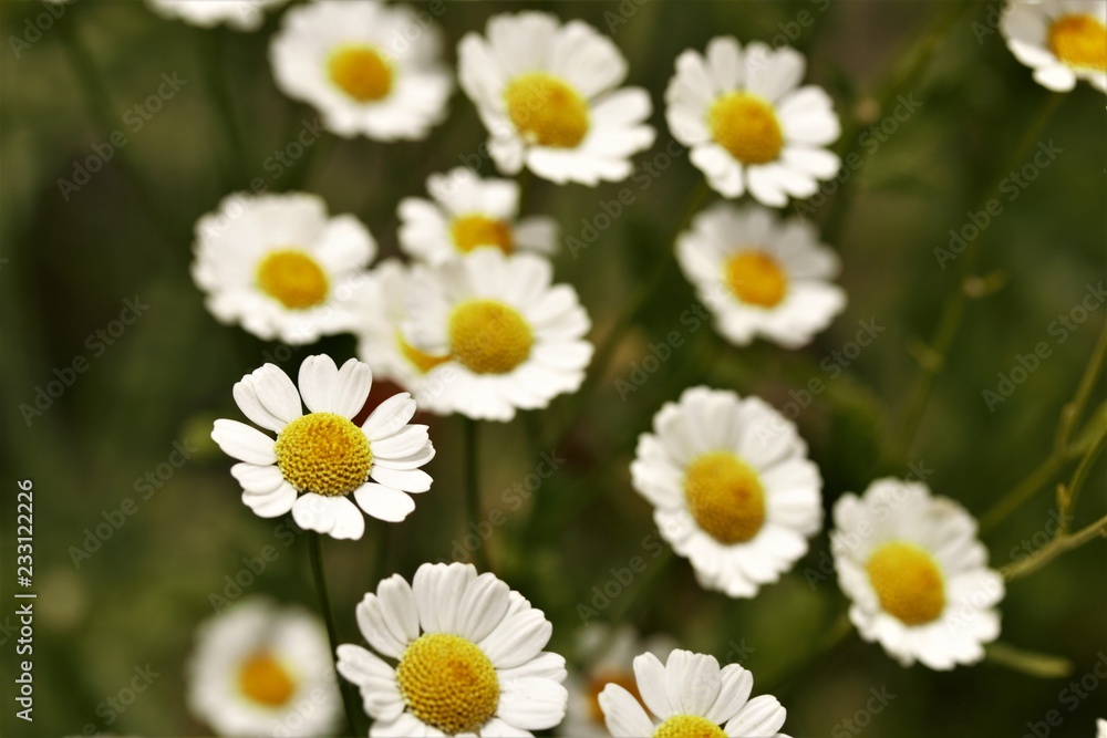 field of daisies