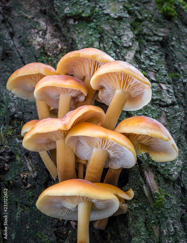 Detail of amazing edible Enokitake mushrooms