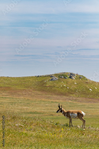 Pronghorn Antelope
