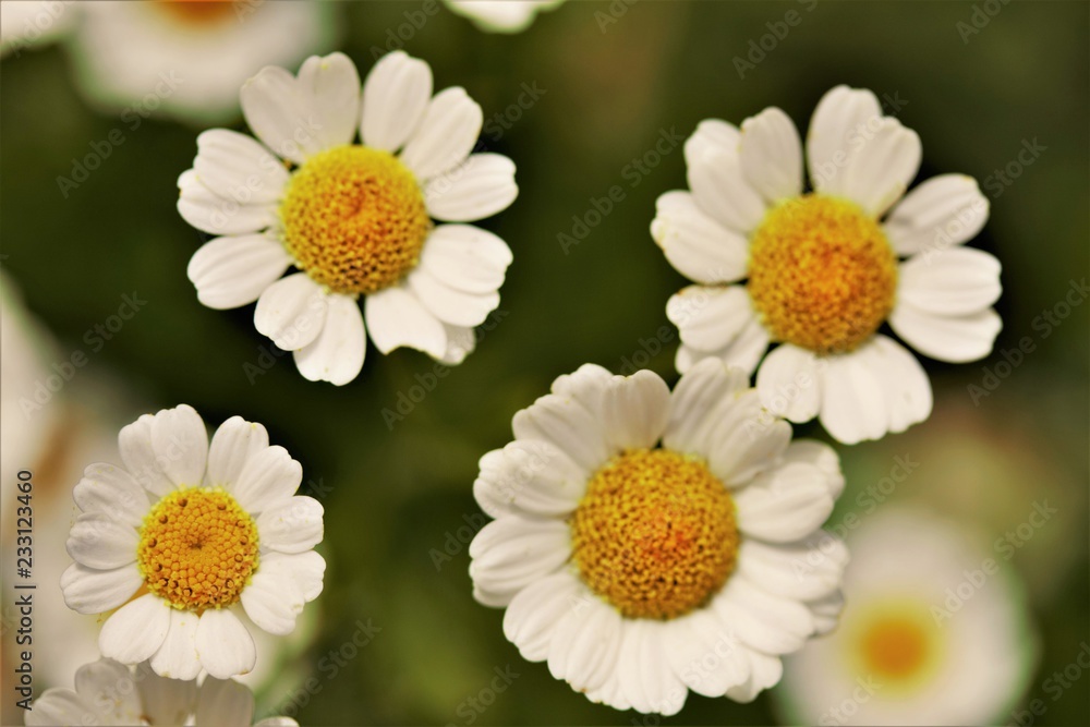Fototapeta premium daisies on green background