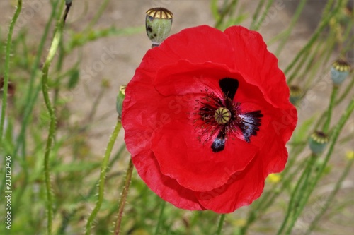 red poppy in field
