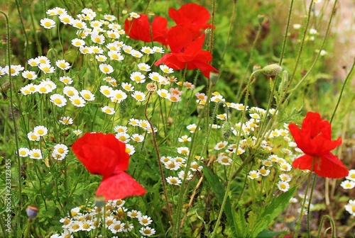 red poppies in a field