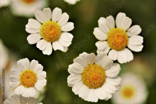 daisies on green background