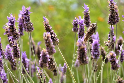 lavender in the field
