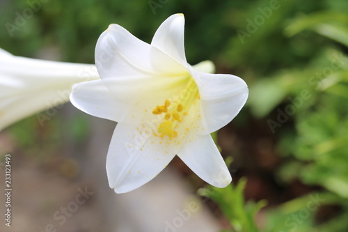 white flower