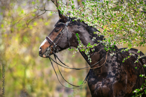 Fototapeta Naklejka Na Ścianę i Meble -  Bay stallion in bridle in spring blossom tree