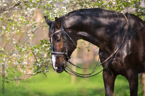 Fototapeta Naklejka Na Ścianę i Meble -  Bay stallion in bridle in spring blossom tree