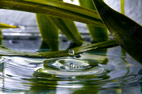 Water droplet falling in clear water and plant environment - landscape orientation