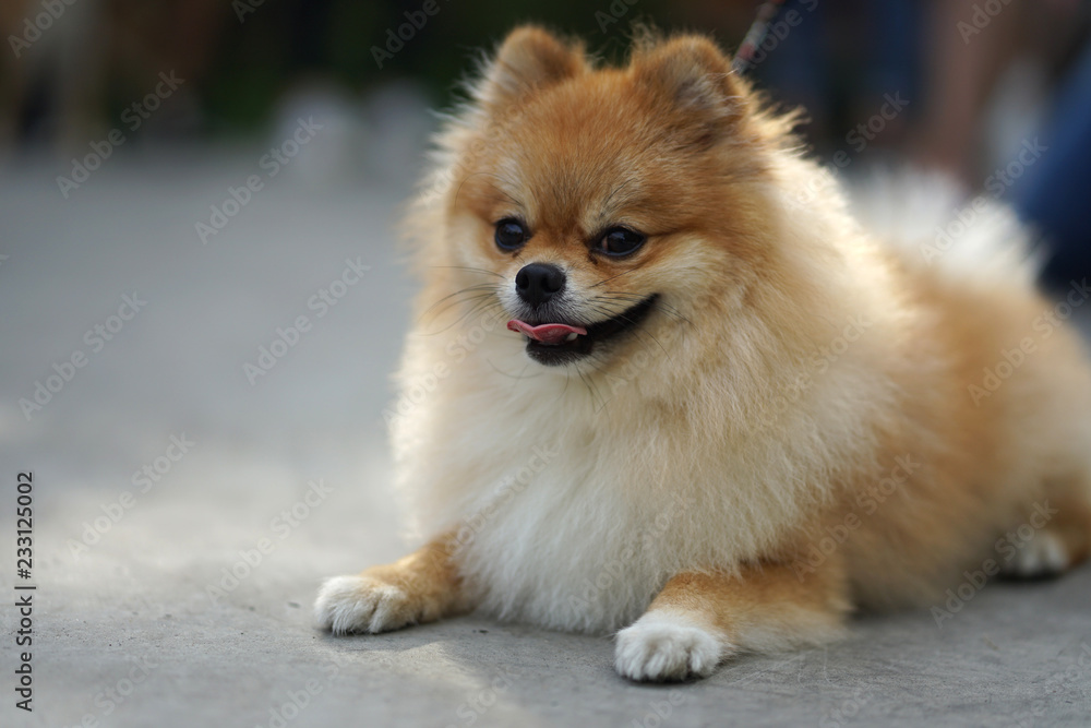 Tiny brown Pomeranian dog lying down on the concrete floor Tiny brown Pomeranian dog lying down on the concrete floor