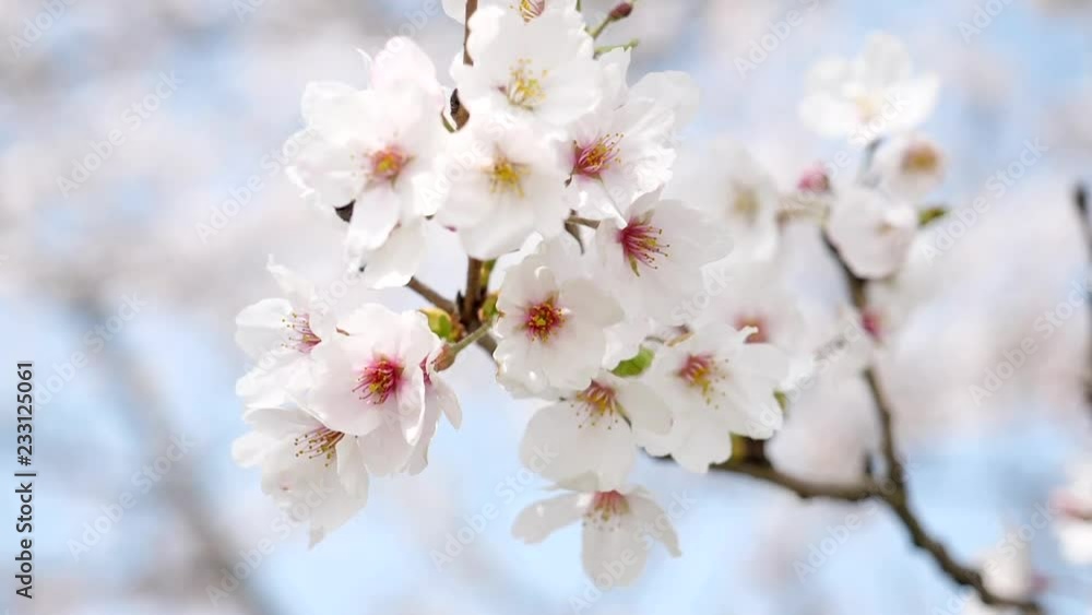 桜 染井吉野 桜 染井吉野