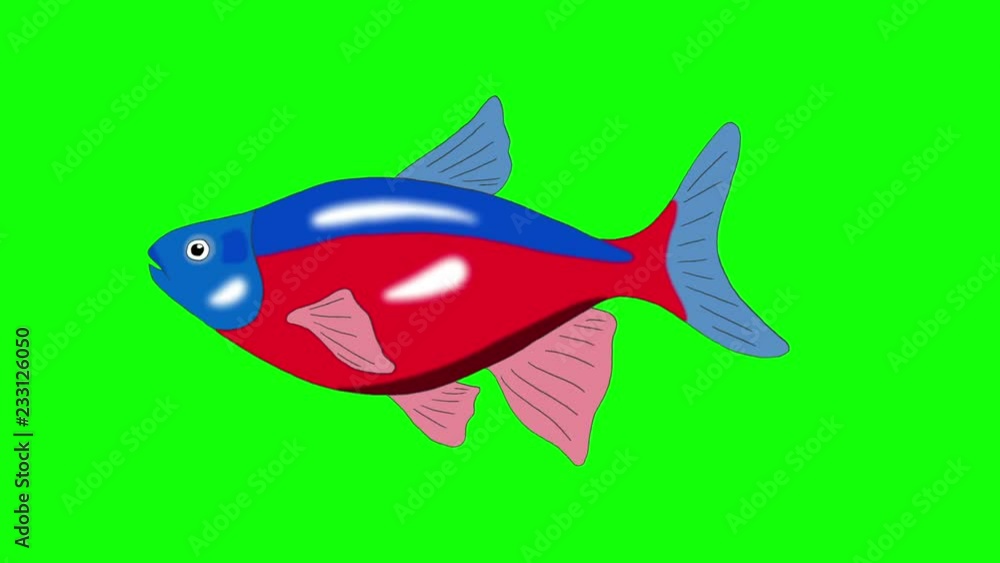 Red-blue striped Aquarium Fish Chroma Key looped Red-blue striped Aquarium Fish Chroma Key looped