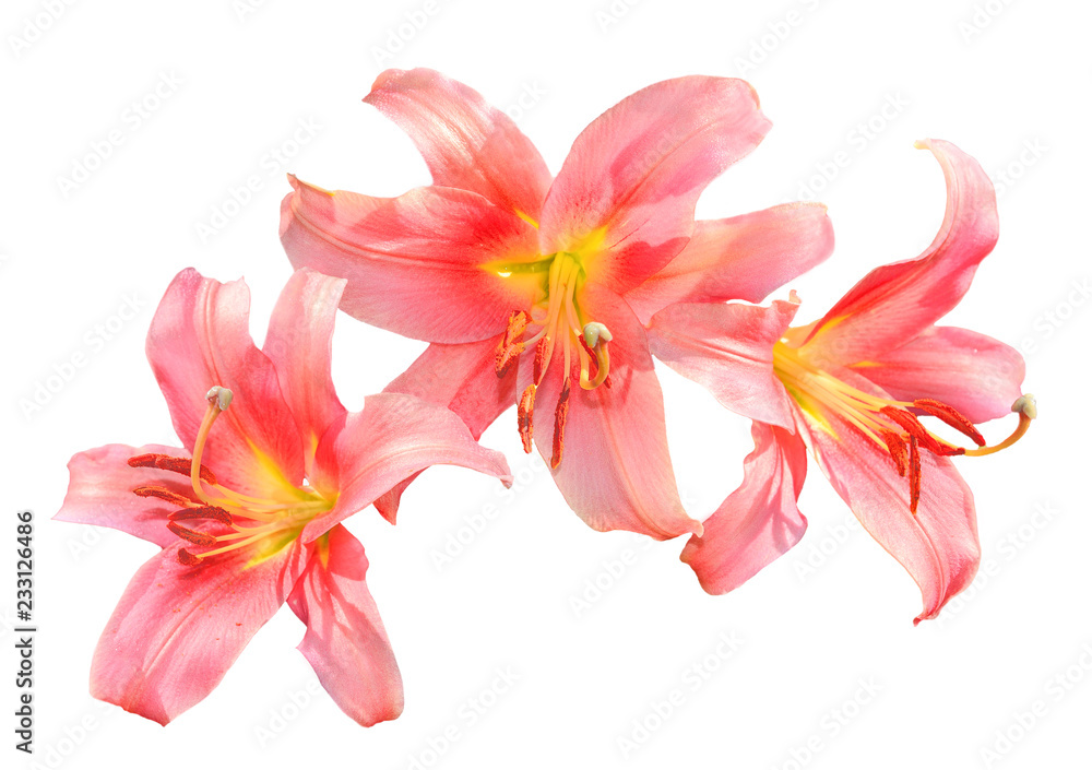Delicate pink lily flowers close up  isolated on a white background