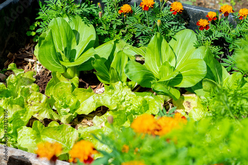Permaculture - Planting Marigold flowers with vegetable - Sustainable bio agriculture