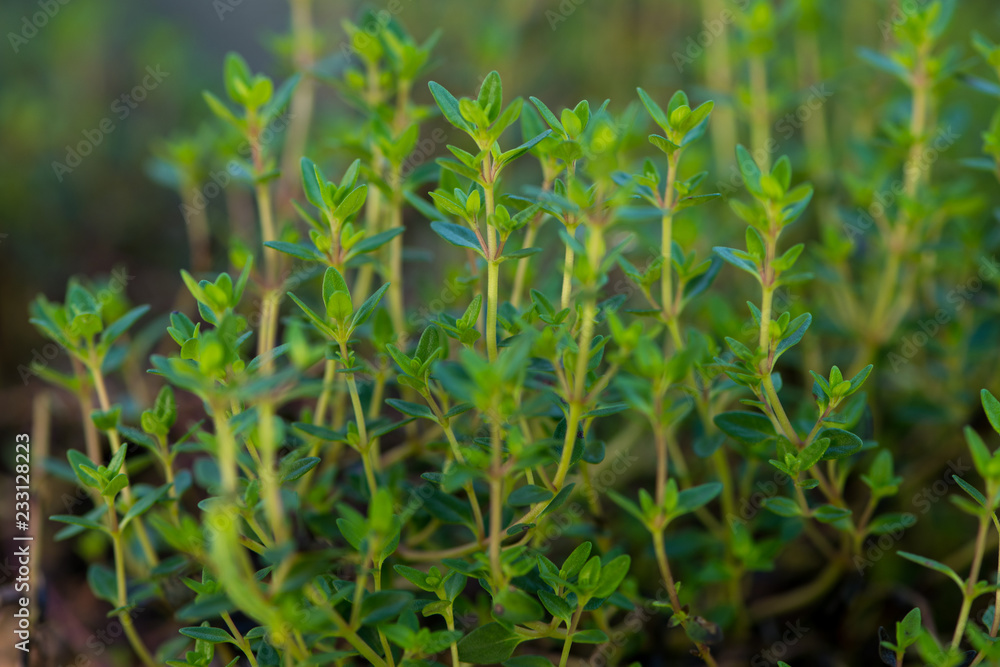 Thyme - Fresh Thyme plantation in close up Thyme - Fresh Thyme plantation in close up