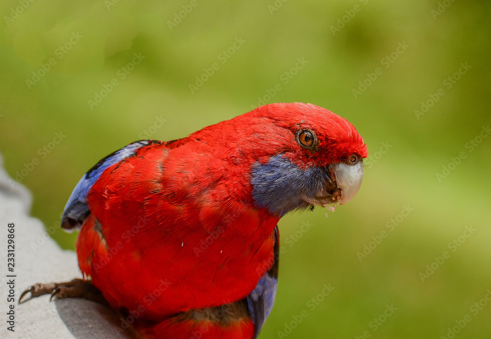 Naklejka premium Many parrots live in the forest near Melbourne, Victoria.