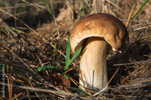 The edible mushroom Boletus edulis in the pine woods, small depth of field. Successful hunt. Autumn harvest from the forest. The wild world in the forest under our feet.