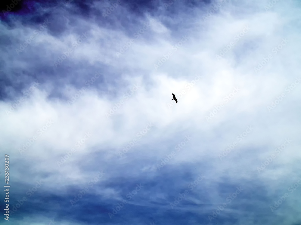 Sea eagle sailing in blue sky, silhouette of an eagle in the sky. Feeling of freedom.