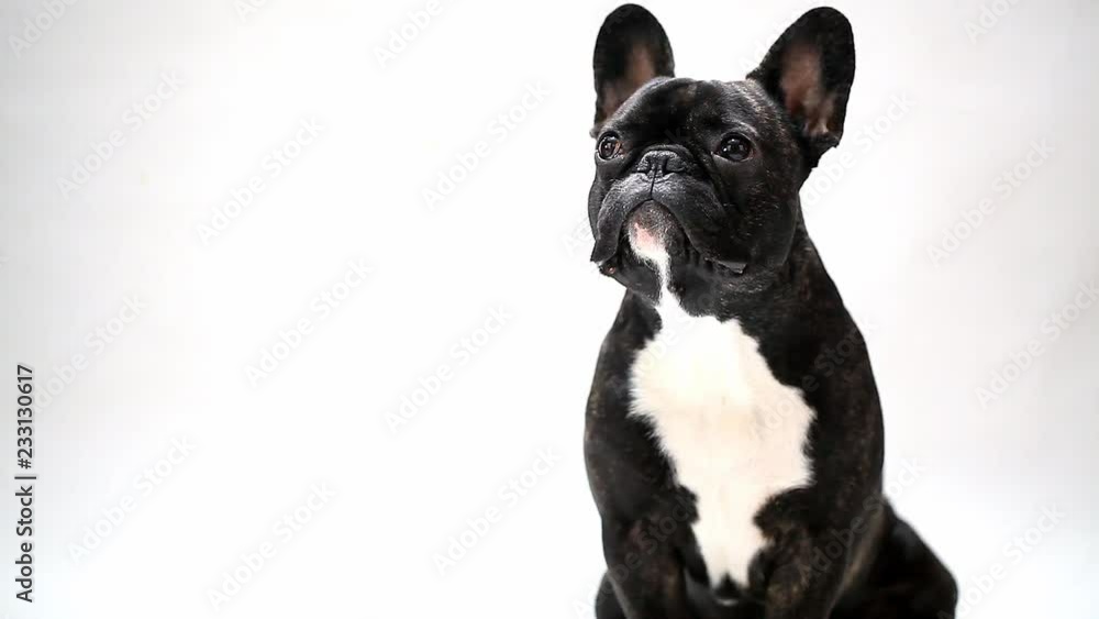dog breed French bulldog sitting and looking dog breed French bulldog sitting and looking