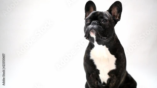 dog breed French bulldog sitting and looking