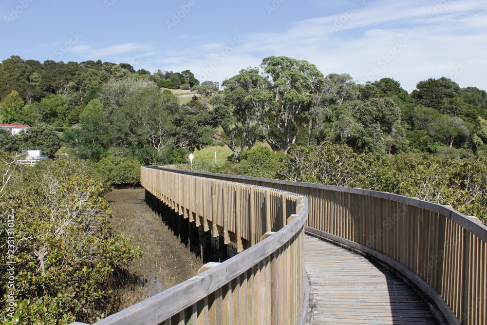 wooden bridge in the reeds