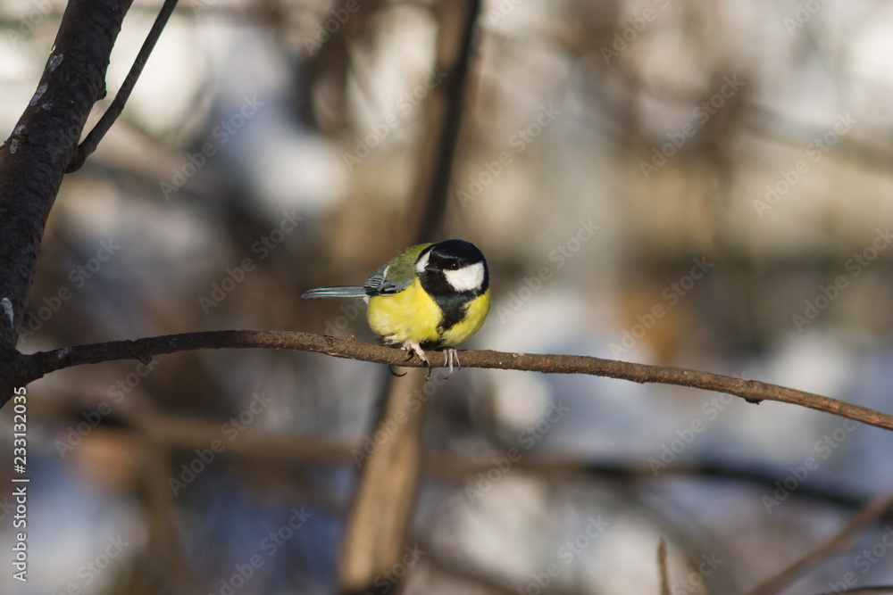 Great tit, Parus Major, close-up portrait on branch with bokeh background, selective focus, shallow DOF Great tit, Parus Major, close-up portrait on branch with bokeh background, selective focus, shallow DOF