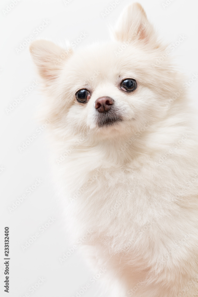 Cute Pomeranian dog