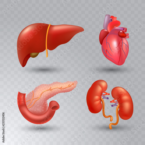 Vector internal organs realistic icon set in realistic style.