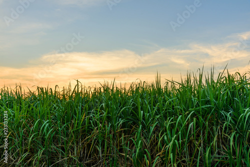 sugarcane with sky in sunset time