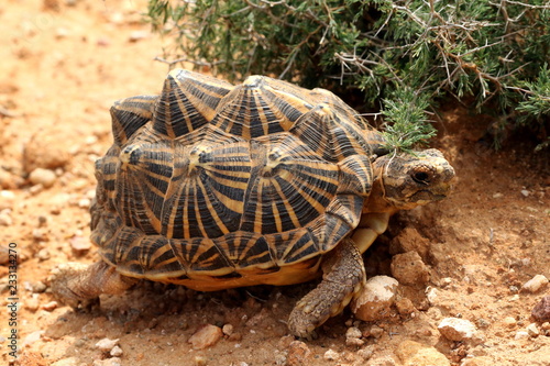 Canvas Print A rare Karoo Tent Tortoise walking in natural habitat in the southern Karoo