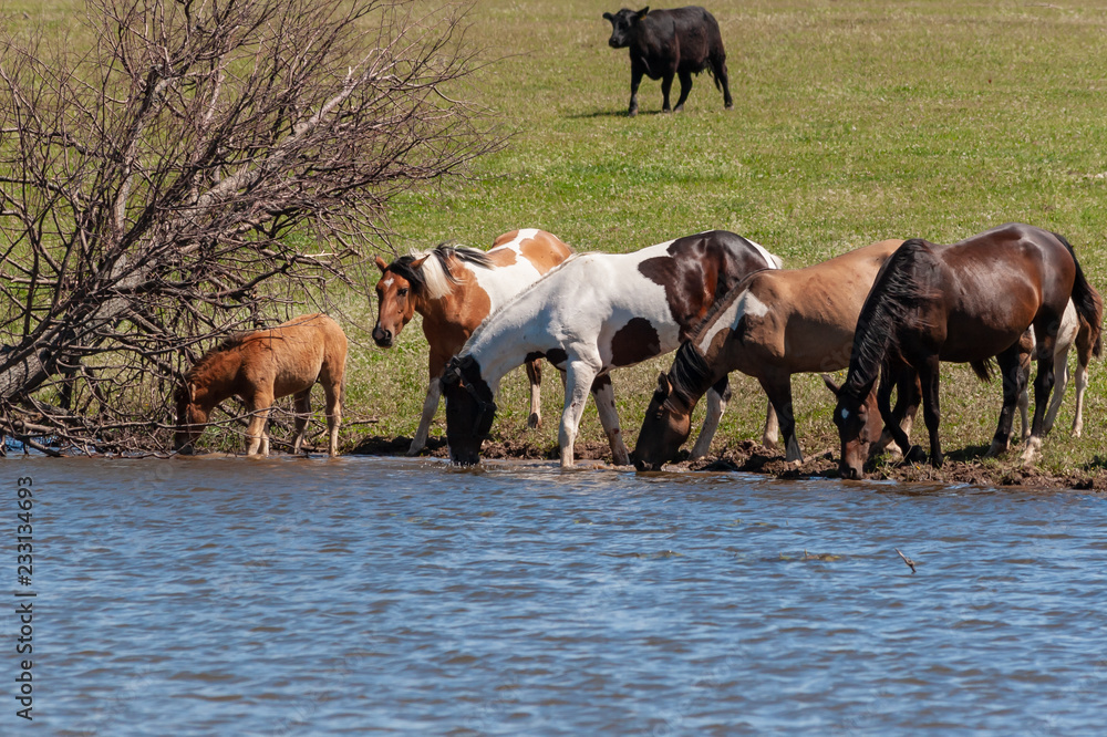 A herd of horses with foals drink water from a pond on a hot, summer day A herd of horses with foals drink water from a pond on a hot, summer day