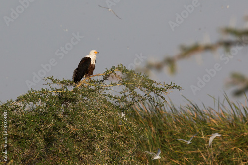 Schreiseeadler