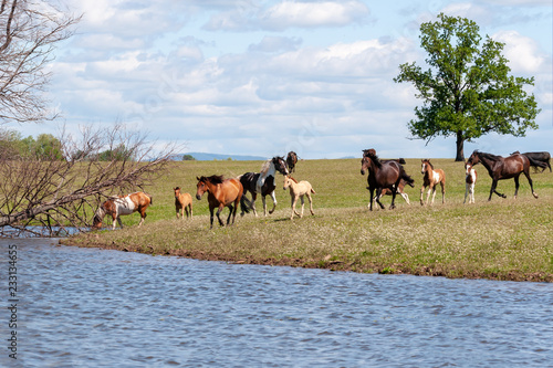 On a hot summer day, a herd of horses goes to the watering place. © Ilmar