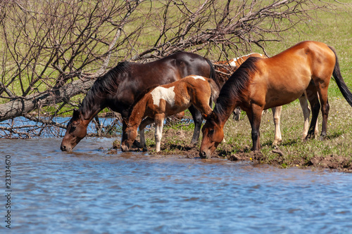 A herd of horses with foals drink water from a pond on a hot, summer day.