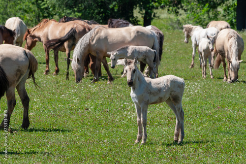 Fototapeta Naklejka Na Ścianę i Meble -  Horses with foals graze on green pasture.