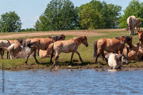 Horses are in the water and drink water.