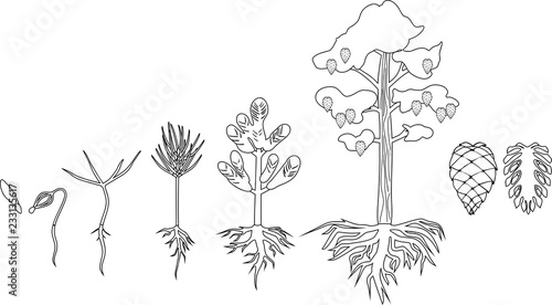 Coloring page with Pine tree life cycle. Stages of growth from seed to mature pine tree with cones