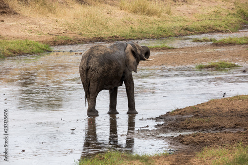 Elefant - Loxodonta africana