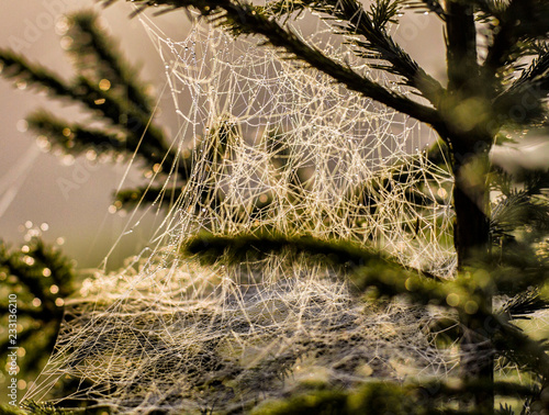 Fir tree covered by spider net