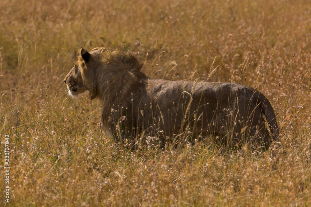 Fototapeta premium Löwe (Panthera leo)